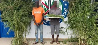 bouake-lutte-contre-la-drogue-la-gendarmerie-detruit-un-champ-de-cannabis-et-interpelle-deux-02-individus